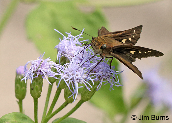 Ocola Skipper #2, Texas